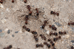 Pogonomyrmex rugosus
