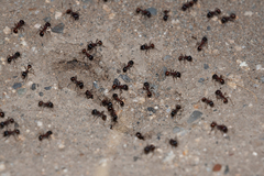 Pogonomyrmex rugosus