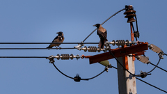 Corvus cornix