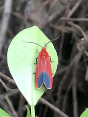 Phauda flammans