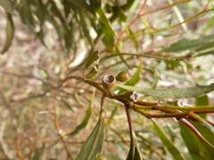 Eucalyptus porosa