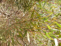Eucalyptus porosa