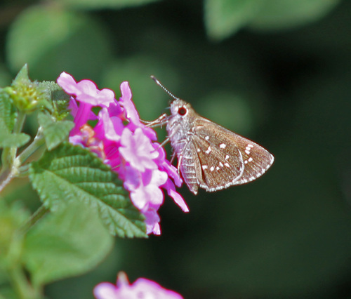 Toltec Roadside-Skipper