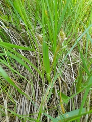 Dactylorhiza majalis baltica