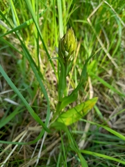 Dactylorhiza majalis baltica