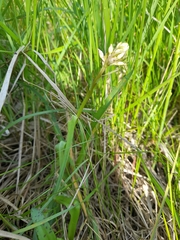 Dactylorhiza majalis baltica