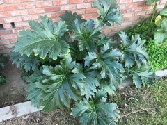 Acanthus