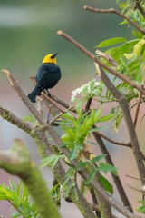 Chrysomus icterocephalus