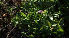 Vinca difformis