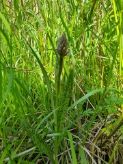 Dactylorhiza majalis