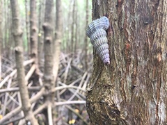 Cerithidea decollata