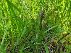 Dactylorhiza majalis
