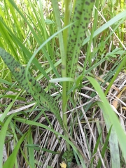 Dactylorhiza majalis