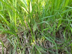 Dactylorhiza majalis