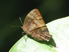 Arhopala micale
