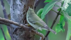 Phylloscopus trochiloides