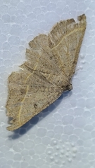 Digrammia rippertaria