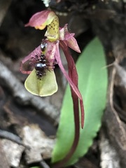 Chiloglottis seminuda