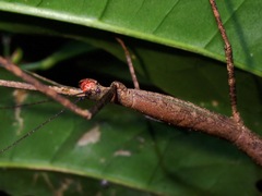 Lopaphus iolas