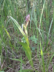 Dactylorhiza majalis baltica