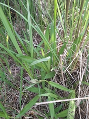 Dactylorhiza majalis baltica