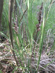 Dactylorhiza majalis baltica