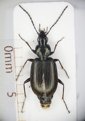 Agonum micans