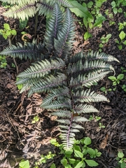 Athyrium niponicum