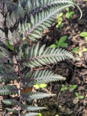 Athyrium niponicum