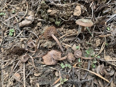 Pseudoomphalina angelesiana
