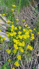 Chrysosplenium serreanum