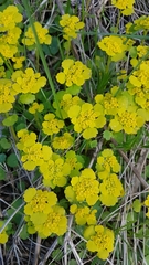 Chrysosplenium serreanum