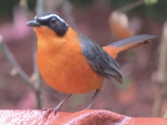 Cossypha semirufa
