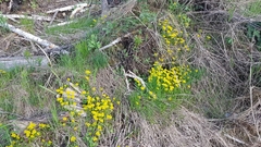 Chrysosplenium serreanum