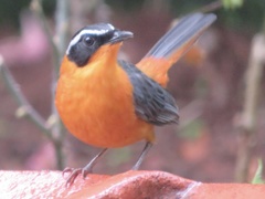 Cossypha semirufa