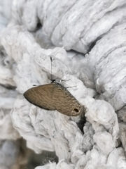 Luthrodes pandava