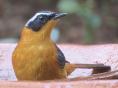 Cossypha semirufa