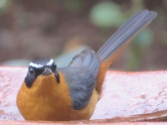 Cossypha semirufa