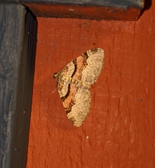 Xanthorhoe labradorensis