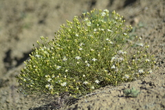 Gutierrezia gilliesii