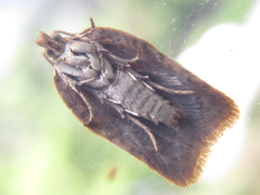 Acleris affinatana