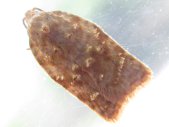 Acleris affinatana