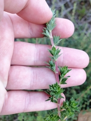 Cliffortia polygonifolia