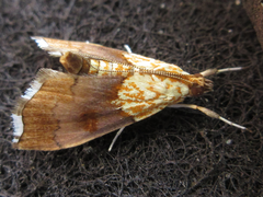 Agrotera nemoralis