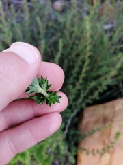 Cliffortia polygonifolia