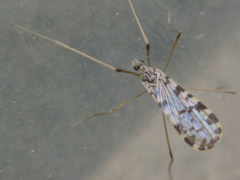 Erioptera asiatica