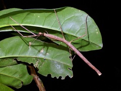 Lopaphus iolas