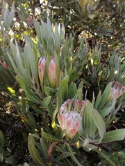 Protea burchellii × laurifolia