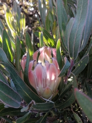 Protea burchellii × laurifolia