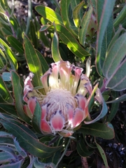 Protea burchellii × laurifolia